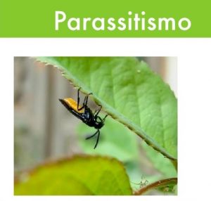 parassitismo