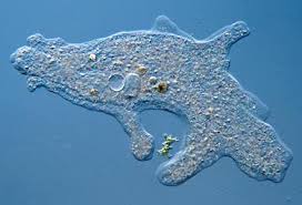 protozoi