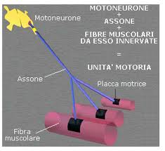 unità-motoria-slow