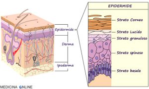 strati_epidermide
