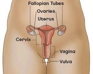 vulva