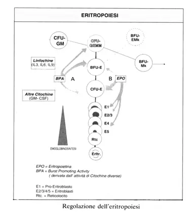 eritropoiesi