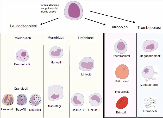 emopoiesi