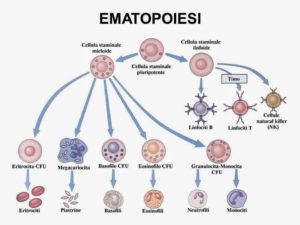 ematopoiesi