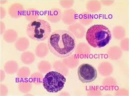 Granulociti Neutrofili, Eosinofili e Basofili