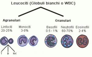 Formula Leucocitaria