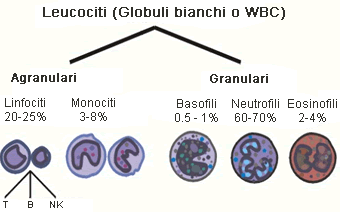 Formula Leucocitaria