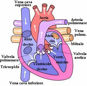 Cuore