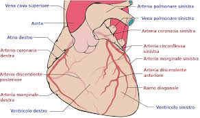 arterie-cardiache