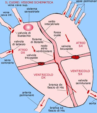 muscolatura-cardiaca