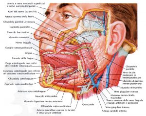 ghiandole_salivari_maggiori