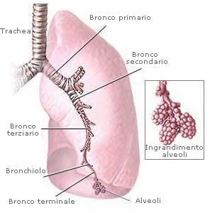 alveoli-bronchi