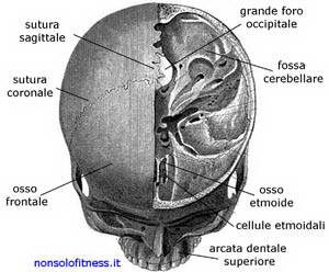 articolazione-del-cranio