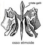 osso etmoide