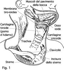osso-ioide