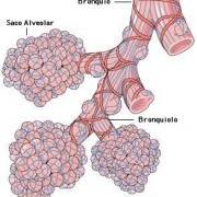 alveoli