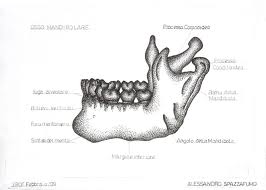 osso-mandibolare