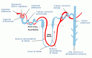 nefrone