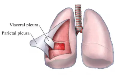 pleura