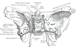 sfenoide