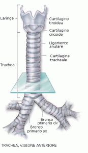 trachea