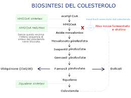 biosintesi-colesterolo
