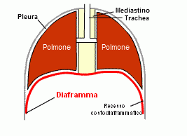 diaframma-muscolo