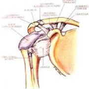 acrticolazione-acromion-clavicola