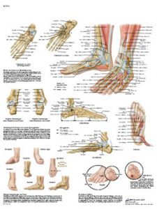 piede-articolazioni-muscoli