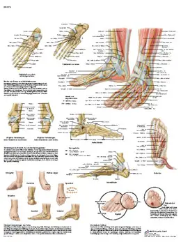 piede-articolazioni-muscoli