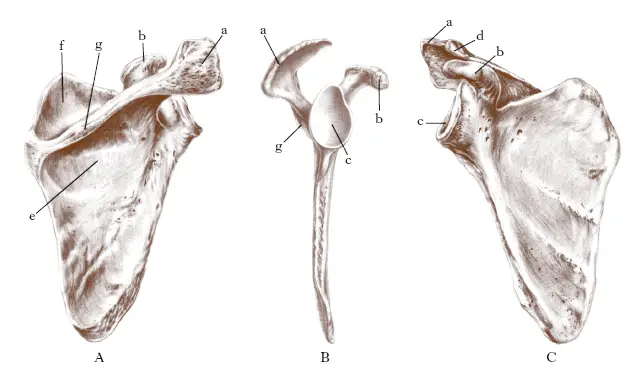 scapola