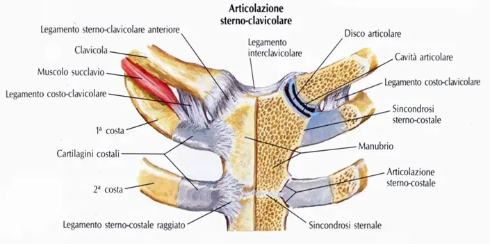 articolazione-sterno-clavicolare