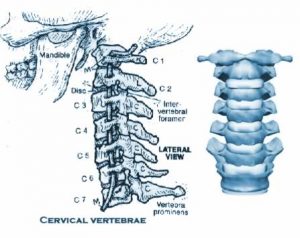 vertebre