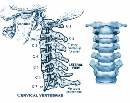 vertebre