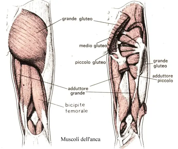 muscoli-anca