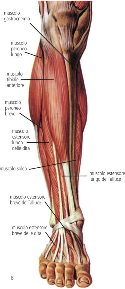 muscoli-gamba