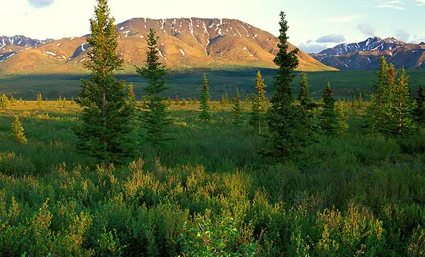 taiga