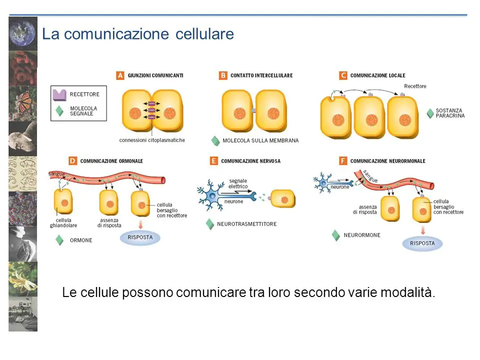 comunicazione-cellulare
