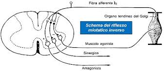riflesso-da-stiramento