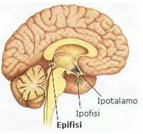 epifisi