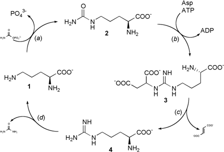 ammoniemia