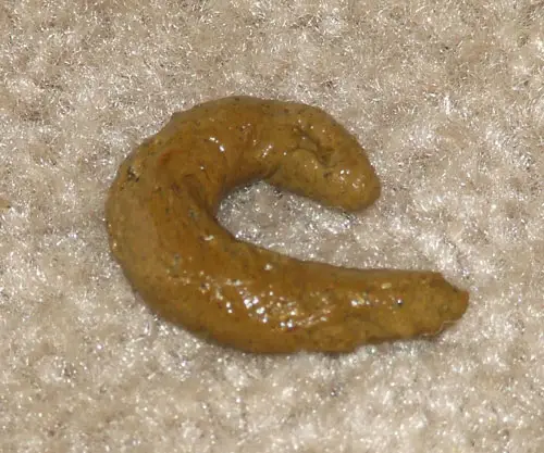 feci