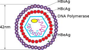 HBeAg-HBsAg