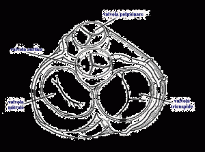 valvole cardiache