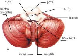 cervelletto