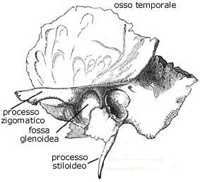 osso-temporale