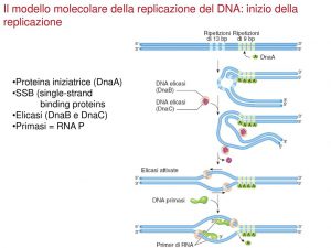 Dna-Elicasi_primasi