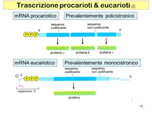 Trascrizione+procarioti+eucarioti