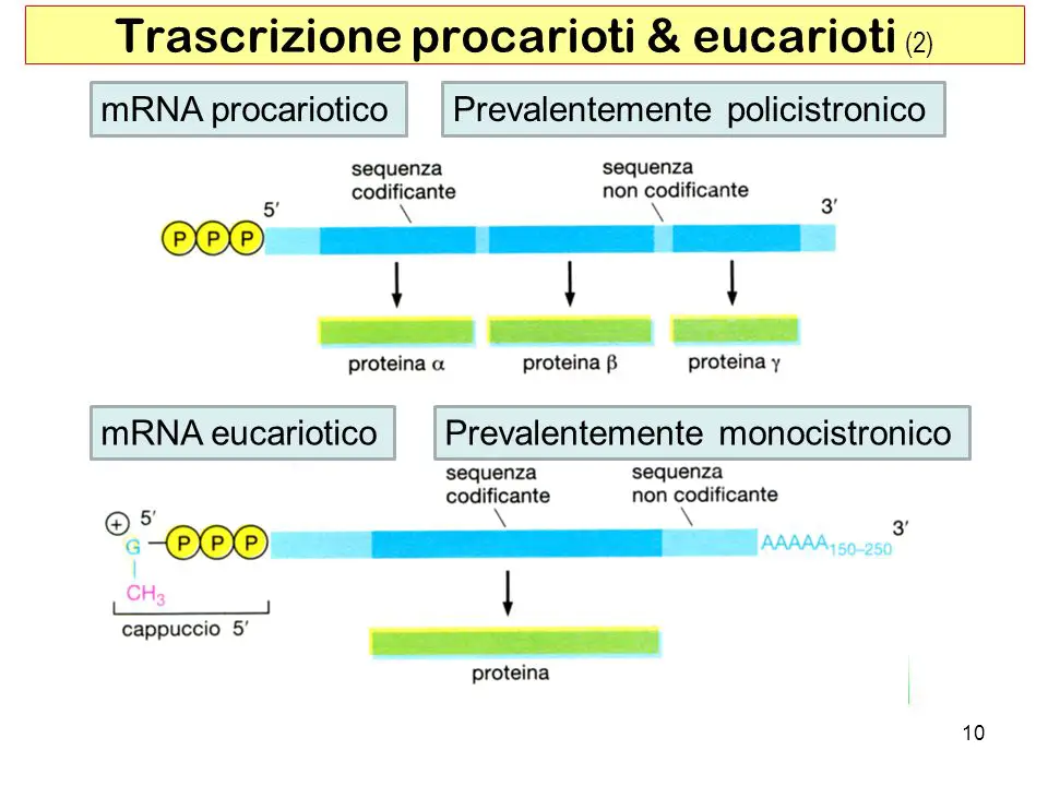 Trascrizione+procarioti+eucarioti