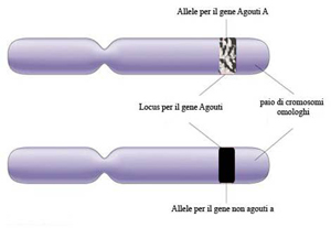 allele